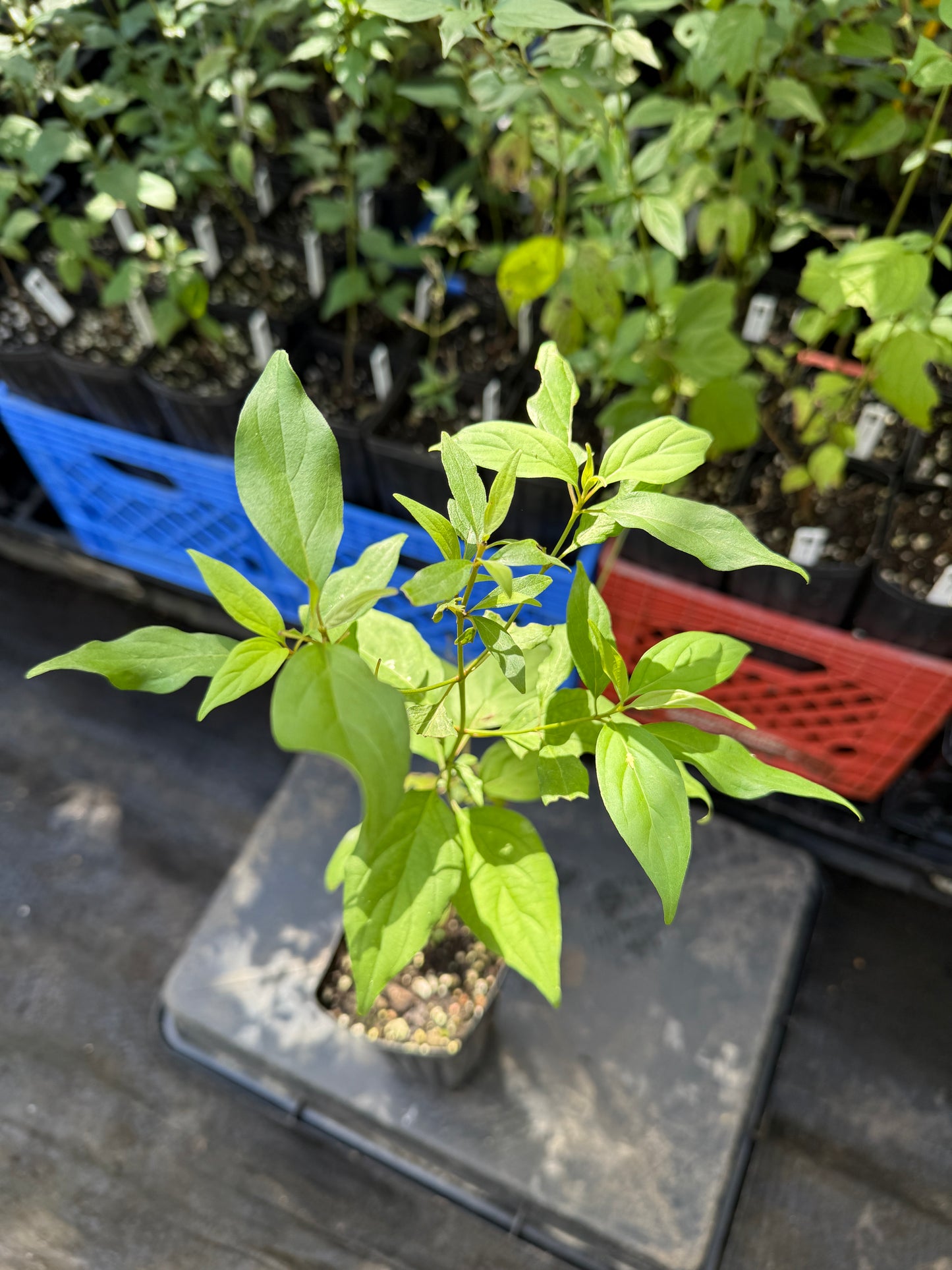 Grey Dogwood - Cornus racemosa