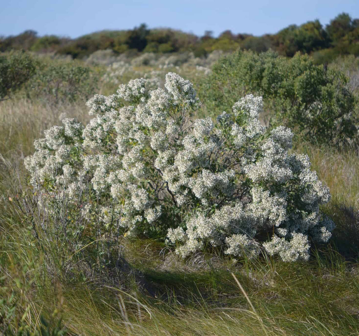 Groundsel Tree - Baccharis halimifolia