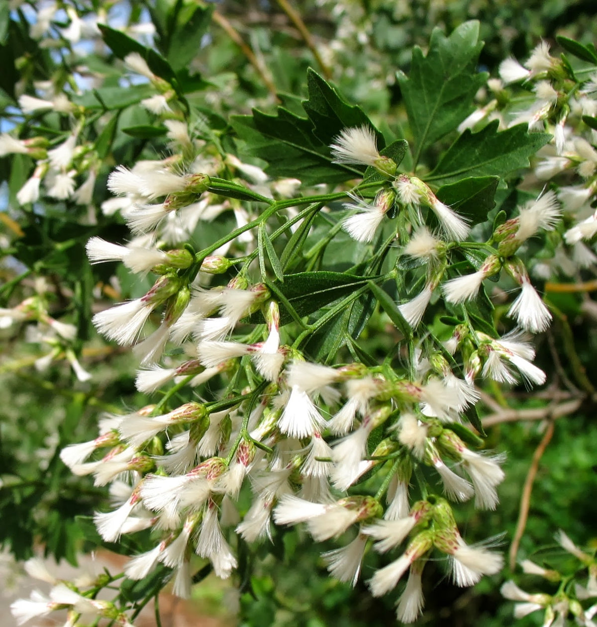 Groundsel Tree - Baccharis halimifolia