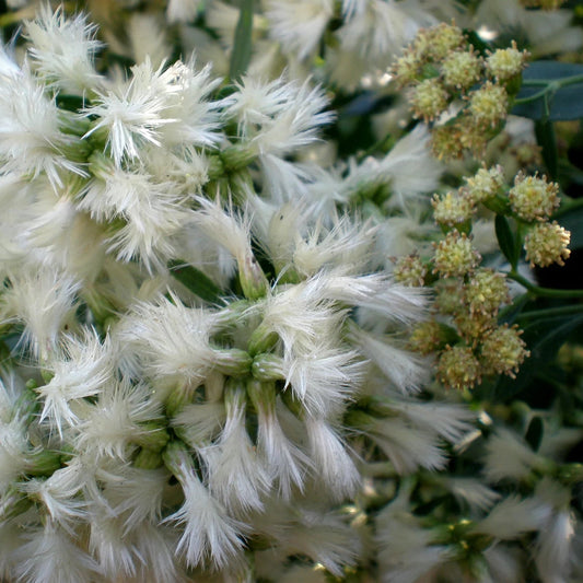 Groundsel Tree - Baccharis halimifolia