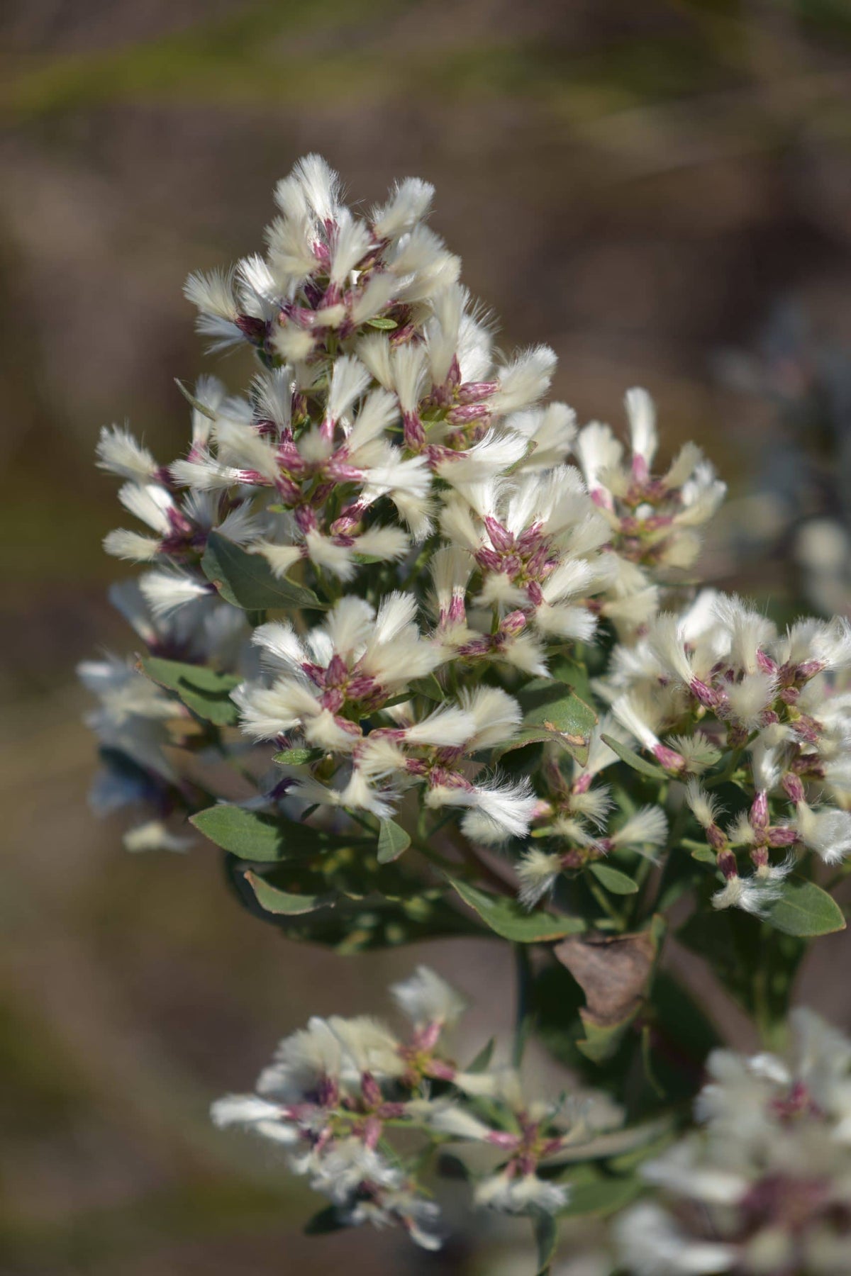 Groundsel Tree - Baccharis halimifolia