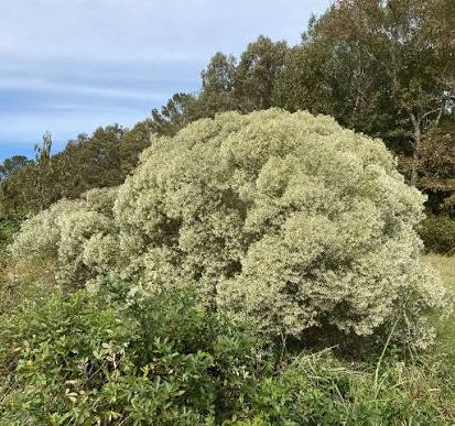 Groundsel Tree - Baccharis halimifolia