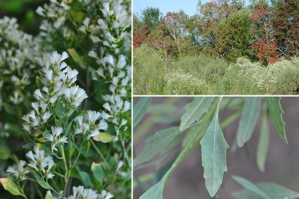 Groundsel Tree - Baccharis halimifolia