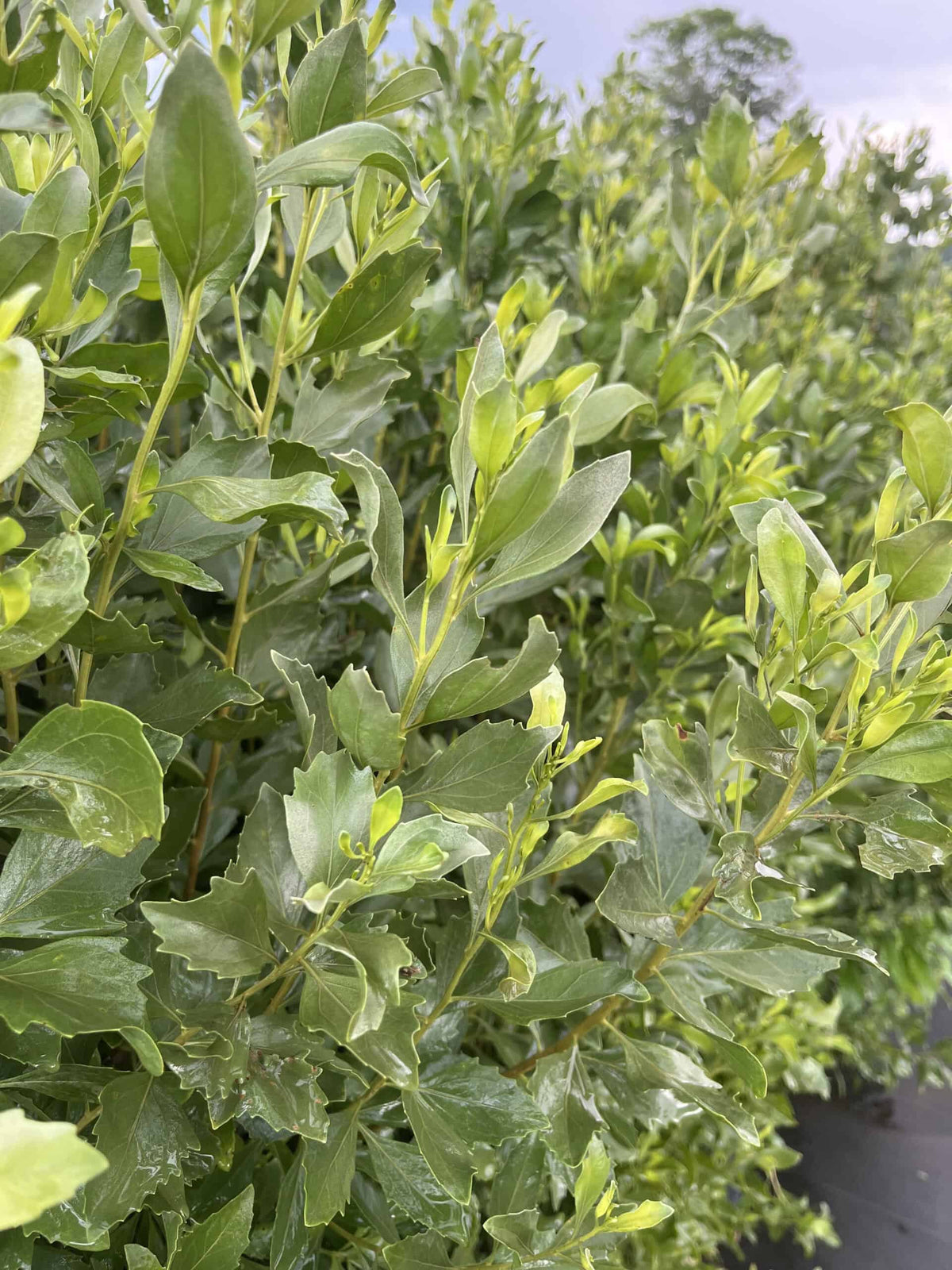 Groundsel Tree - Baccharis halimifolia