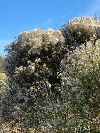 Groundsel Tree - Baccharis halimifolia