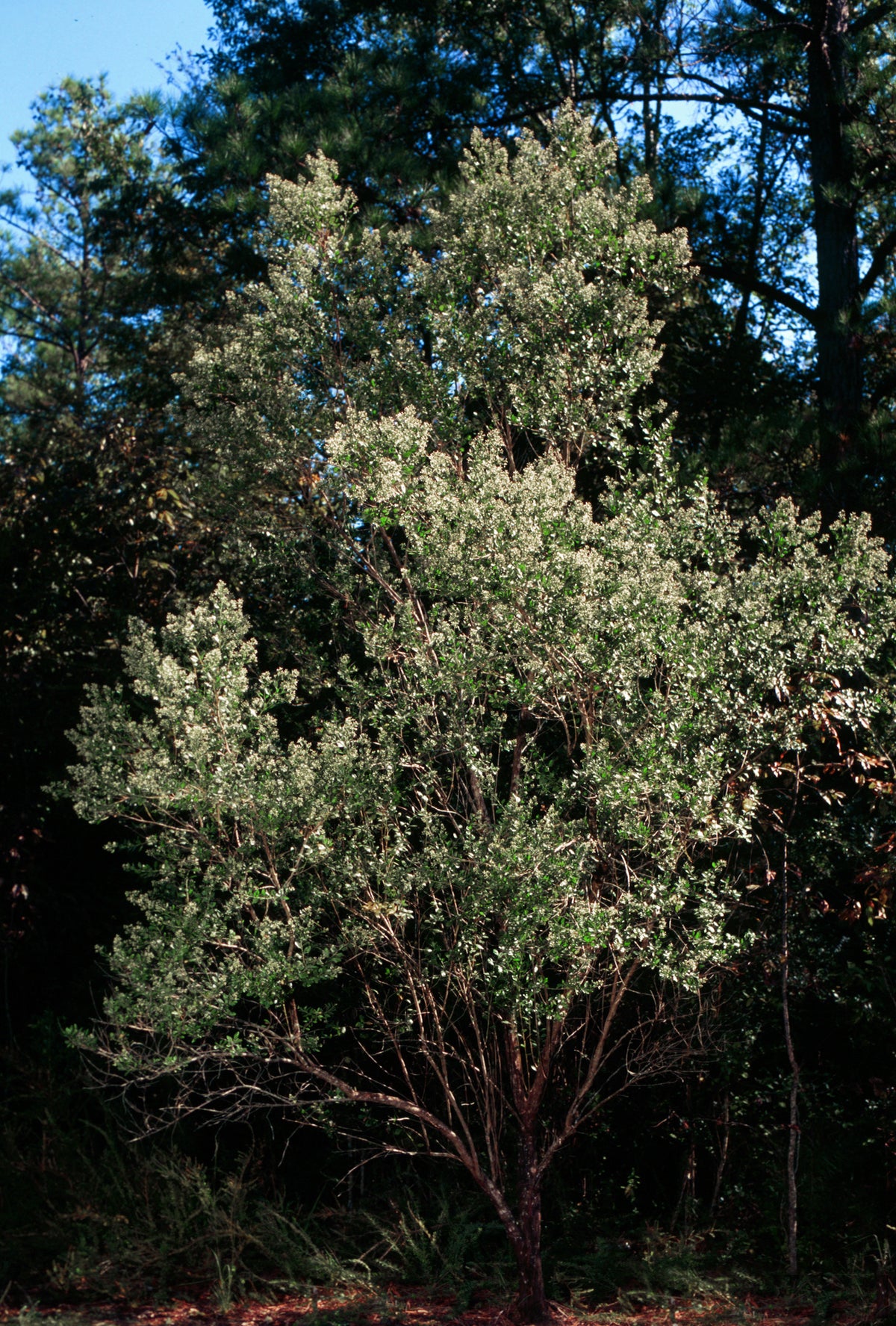 Groundsel Tree - Baccharis halimifolia