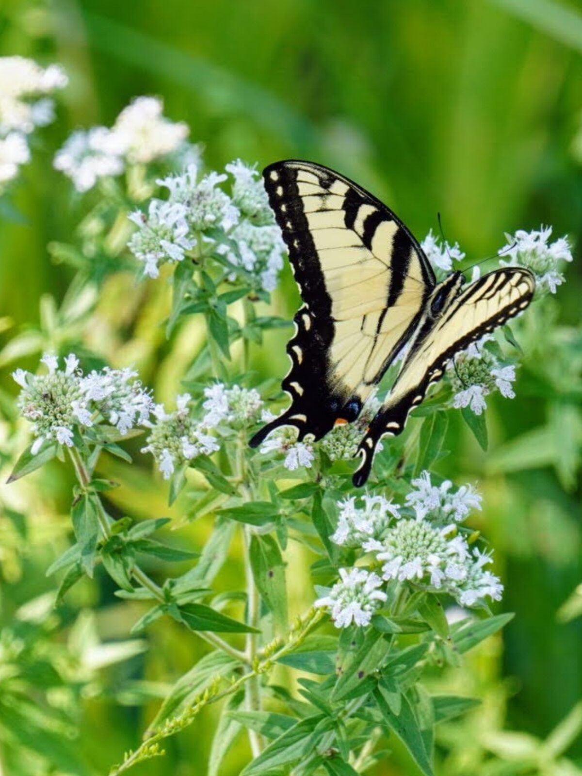 Hairy Mountain Mint - Pycnanthemum pilosum