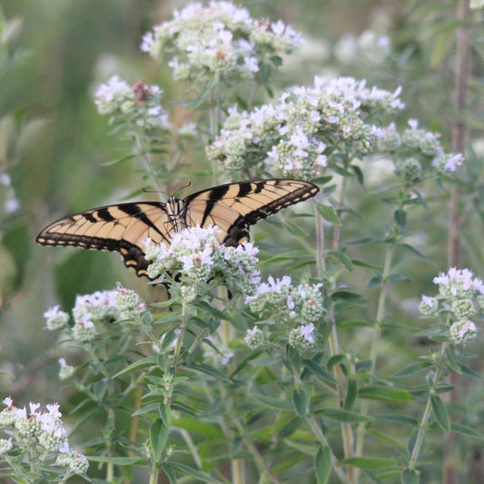 Hairy Mountain Mint - Pycnanthemum pilosum