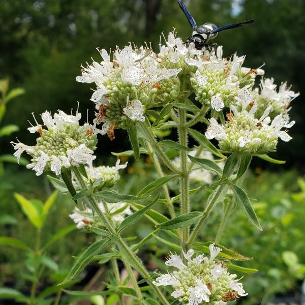 Hairy Mountain Mint - Pycnanthemum pilosum