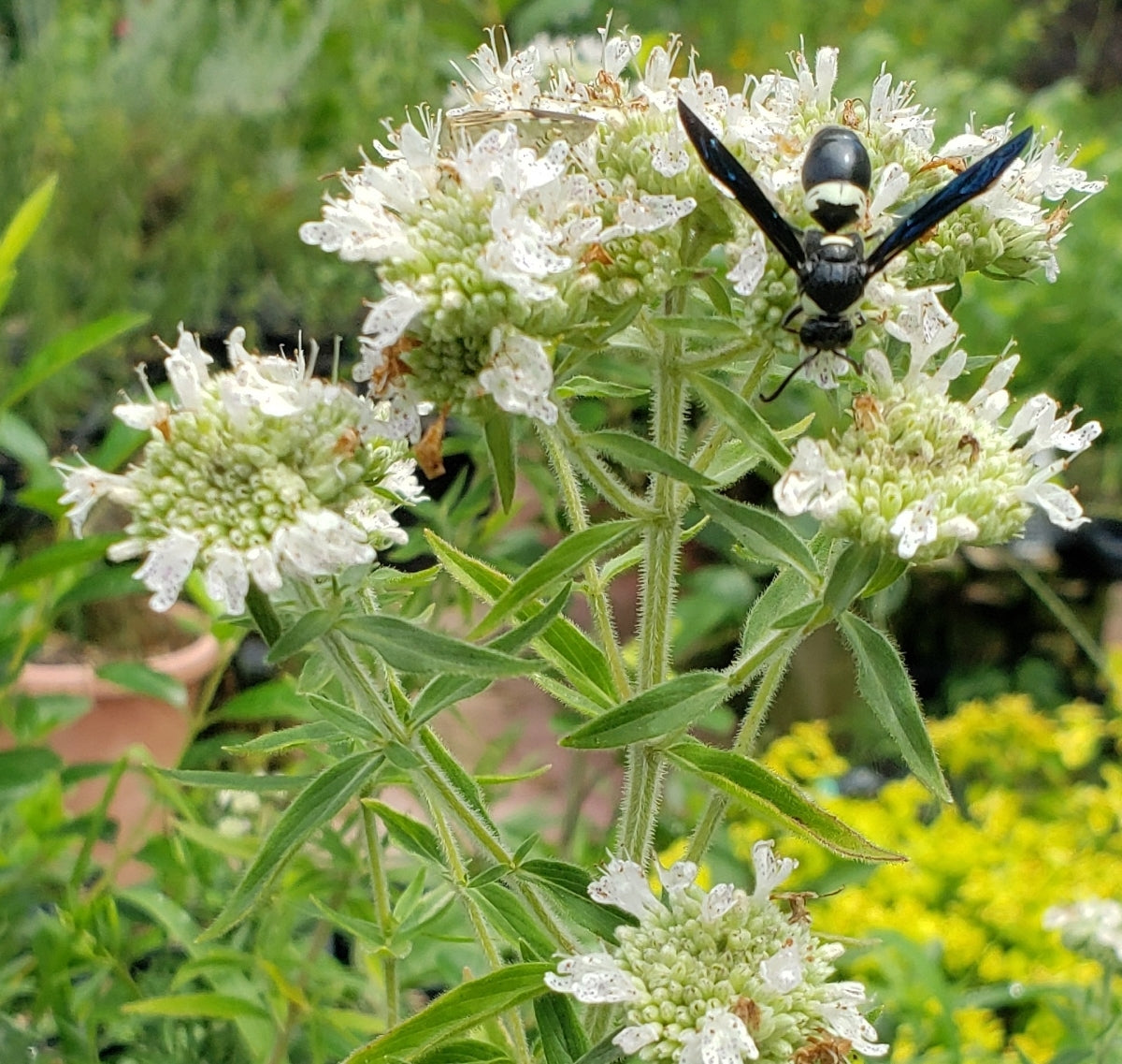 Hairy Mountain Mint - Pycnanthemum pilosum