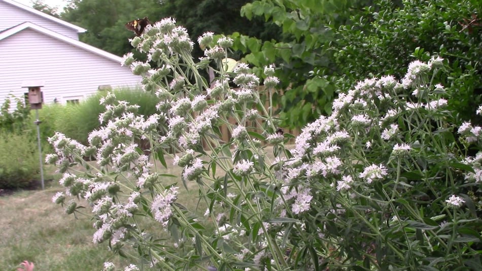 Hairy Mountain Mint - Pycnanthemum pilosum