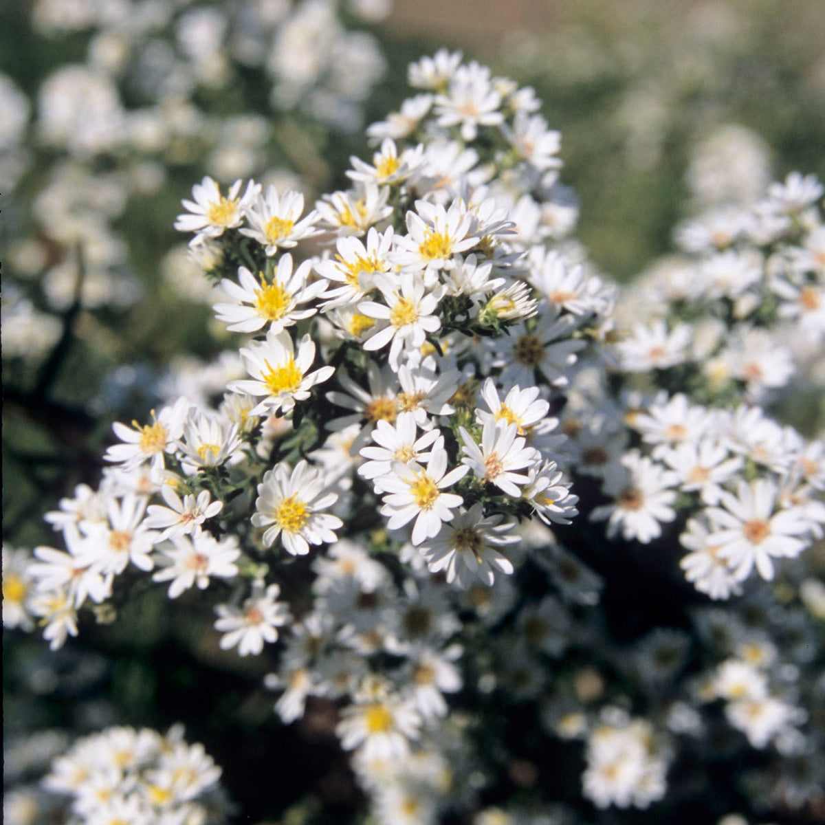 Heath Aster - Symphyotrichum ericoides