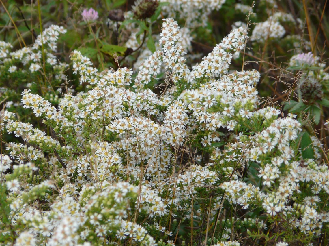 Heath Aster - Symphyotrichum ericoides