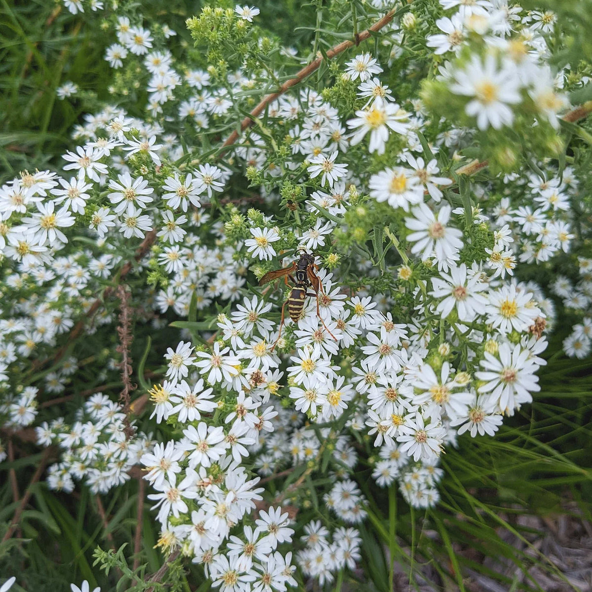 Heath Aster - Symphyotrichum ericoides