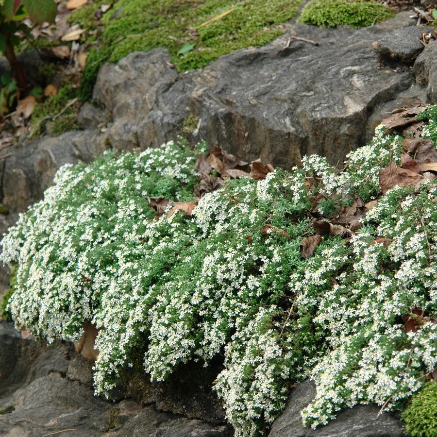 Heath Aster - Symphyotrichum ericoides