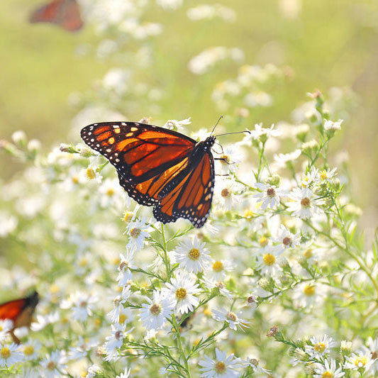 Heath Aster - Symphyotrichum ericoides