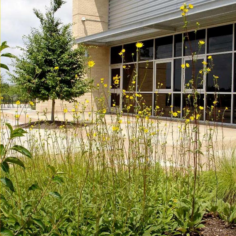 Western Sunflower - Helianthus occidentalis