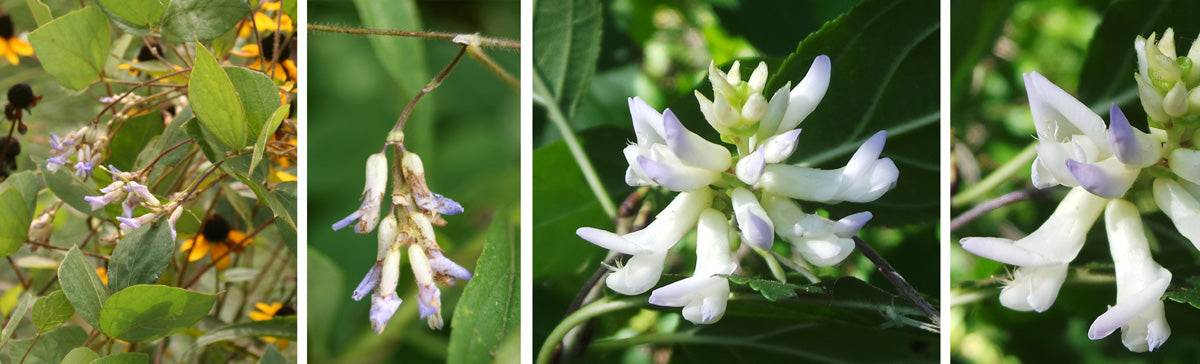 American Hog Peanut - Amphicarpaea bracteata