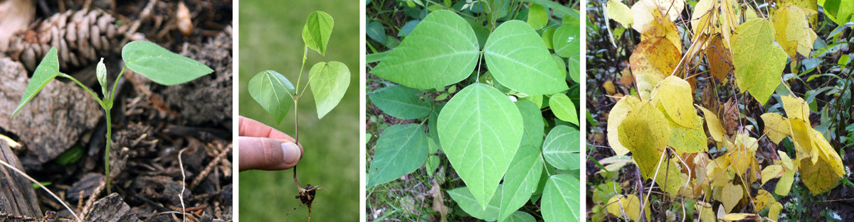 American Hog Peanut - Amphicarpaea bracteata