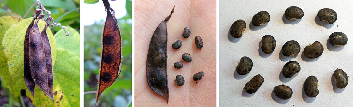 American Hog Peanut - Amphicarpaea bracteata