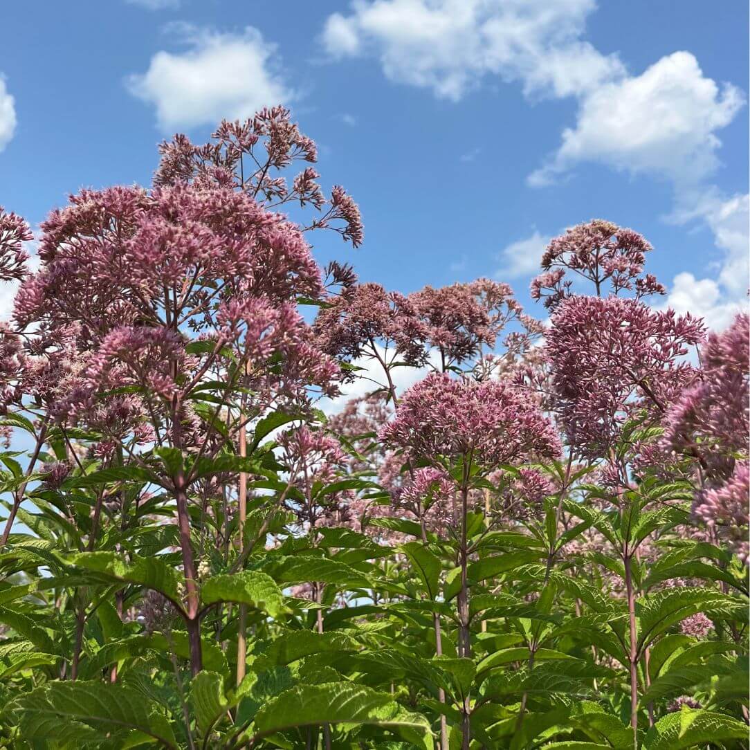 Hollow Joe Pye Weed - Eutrochium fistulosum