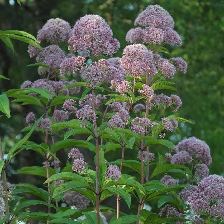 Hollow Joe Pye Weed - Eutrochium fistulosum