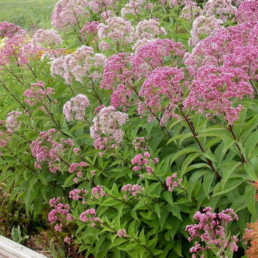 Hollow Joe Pye Weed - Eutrochium fistulosum