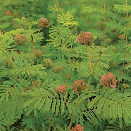 Illinois Bundle Flower - Desmanthus illinoensis