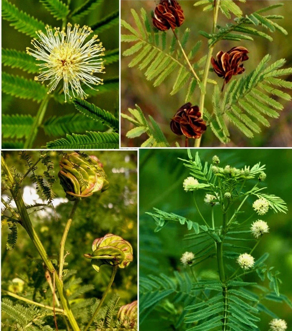 Illinois Bundle Flower - Desmanthus illinoensis