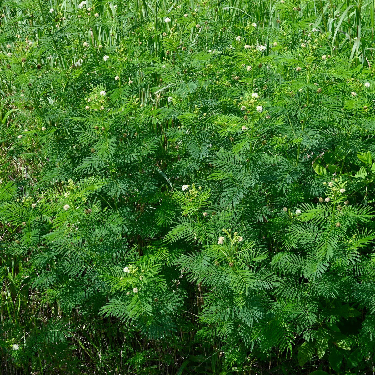 Illinois Bundle Flower - Desmanthus illinoensis