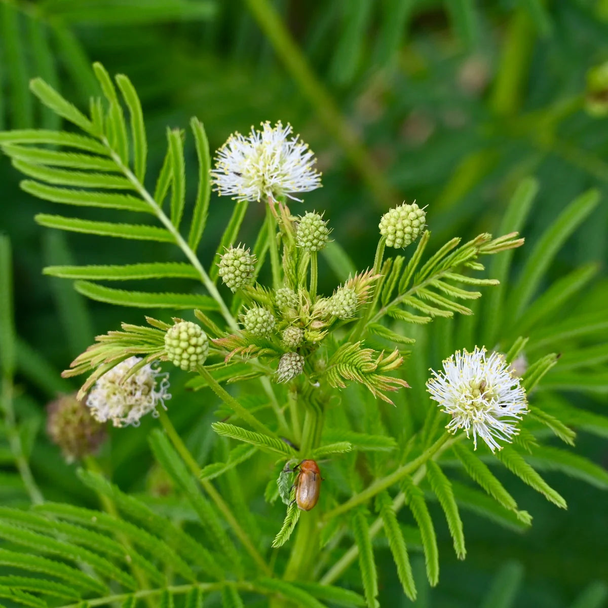 Illinois Bundle Flower - Desmanthus illinoensis