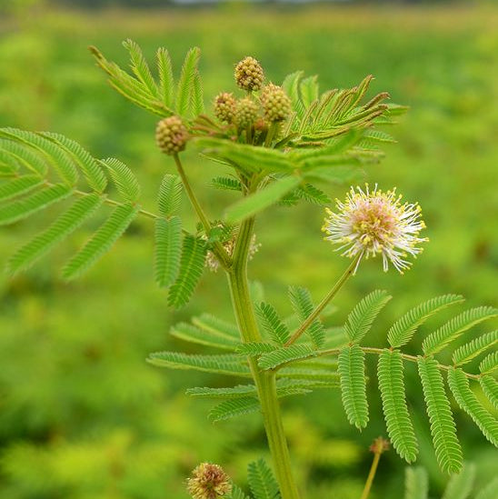 Illinois Bundle Flower - Desmanthus illinoensis