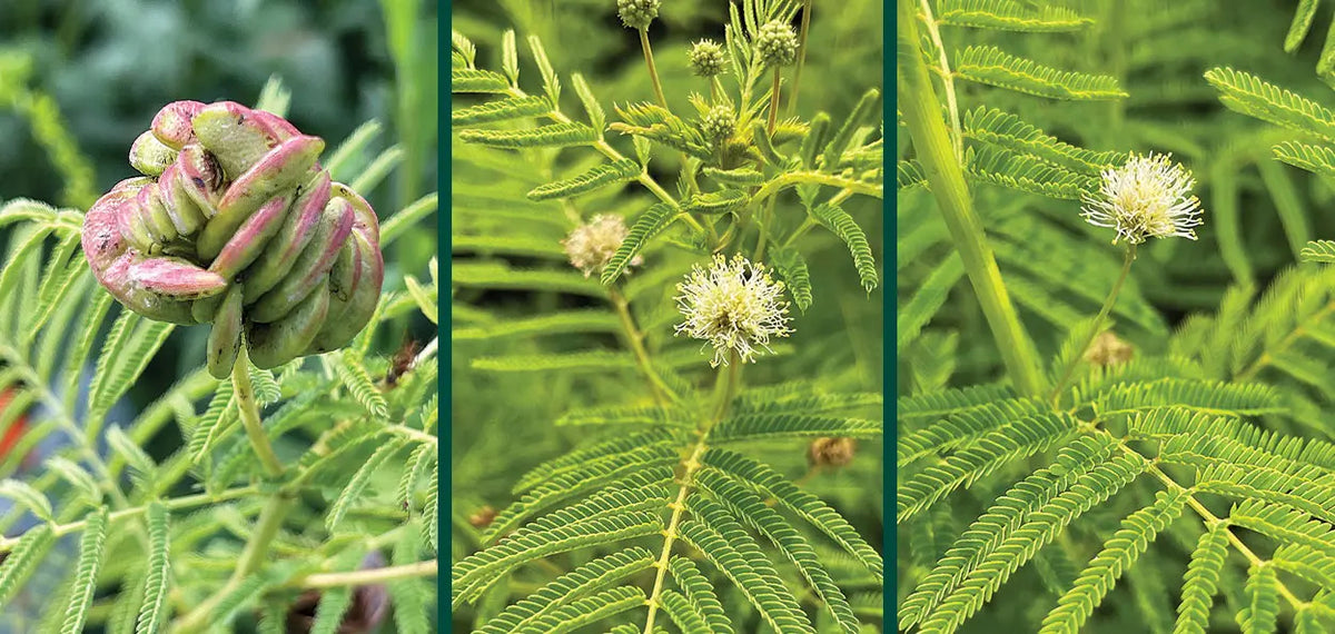 Illinois Bundle Flower - Desmanthus illinoensis