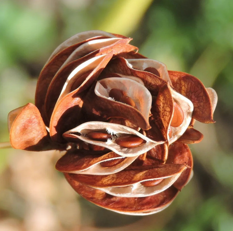 Illinois Bundle Flower - Desmanthus illinoensis