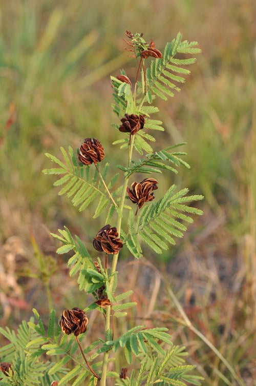 Illinois Bundle Flower - Desmanthus illinoensis