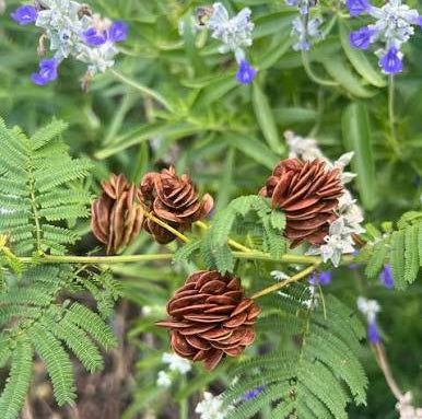 Illinois Bundle Flower - Desmanthus illinoensis