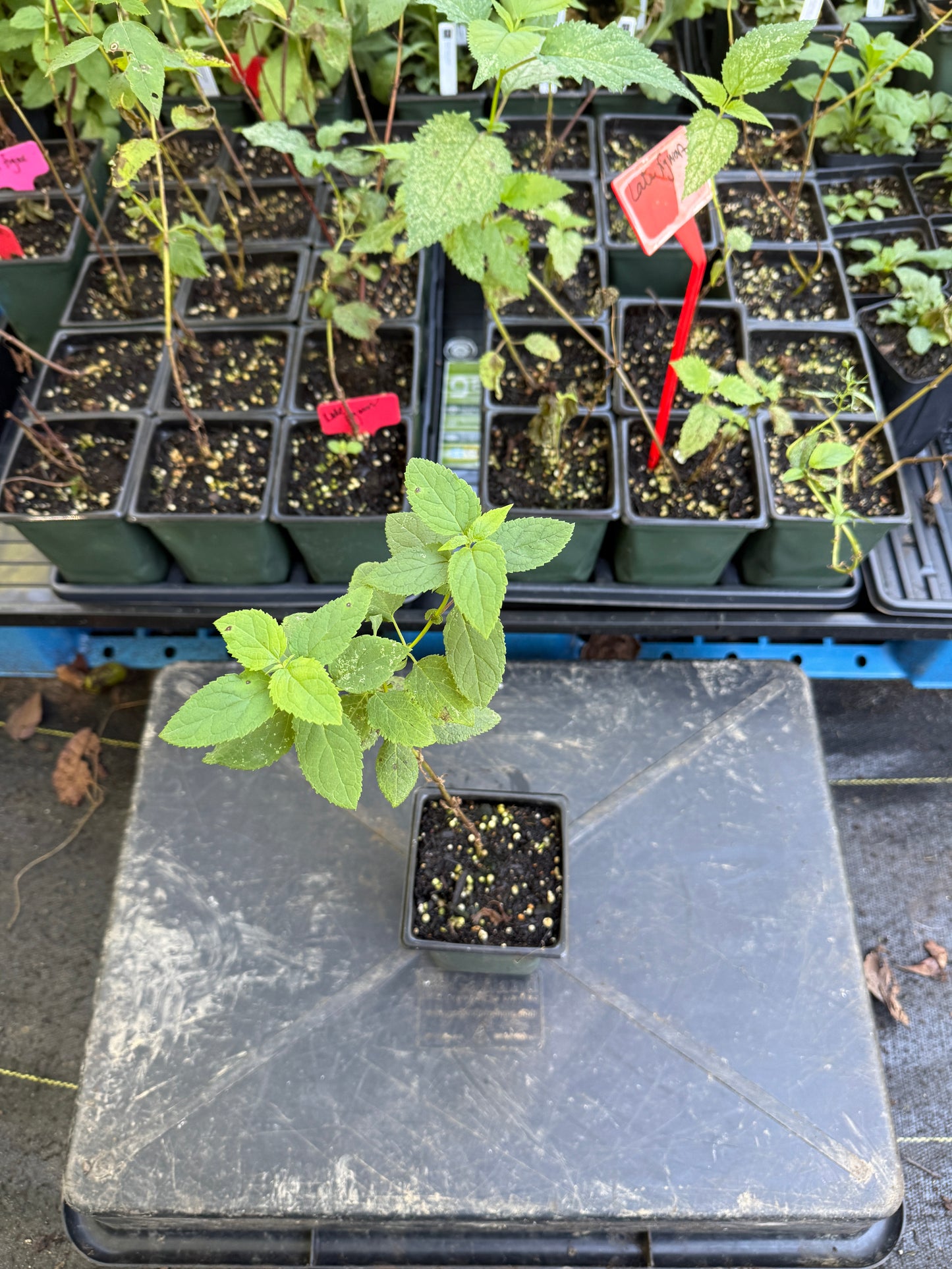 Late Figwort - Scrophularia marilandica