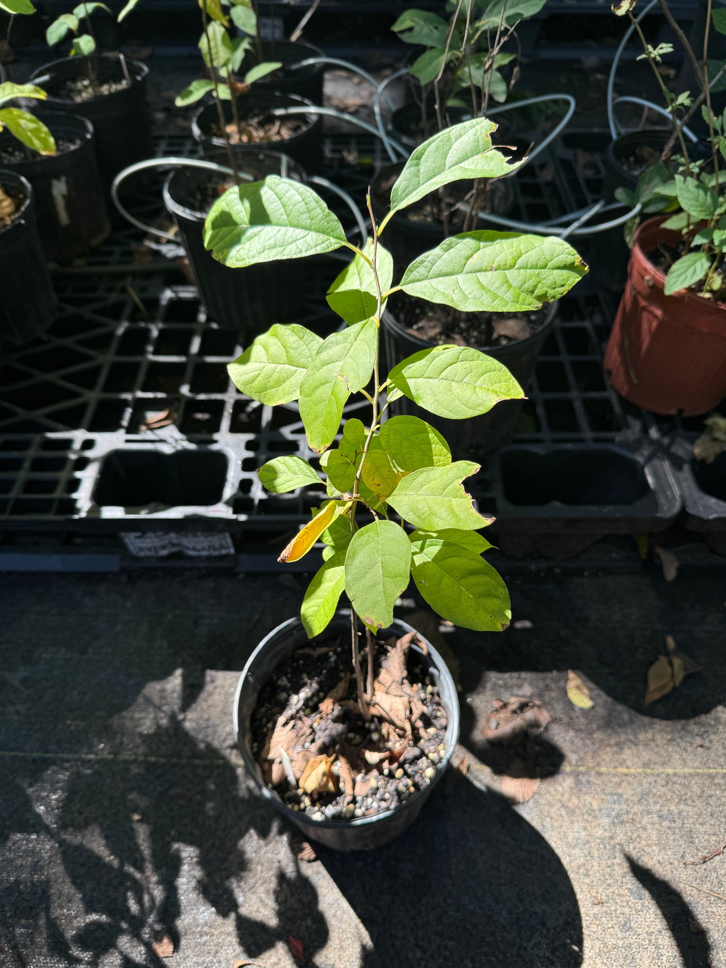 Spicebush - Lindera benzoin