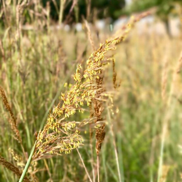 Indian Grass - Sorghastrum nutans