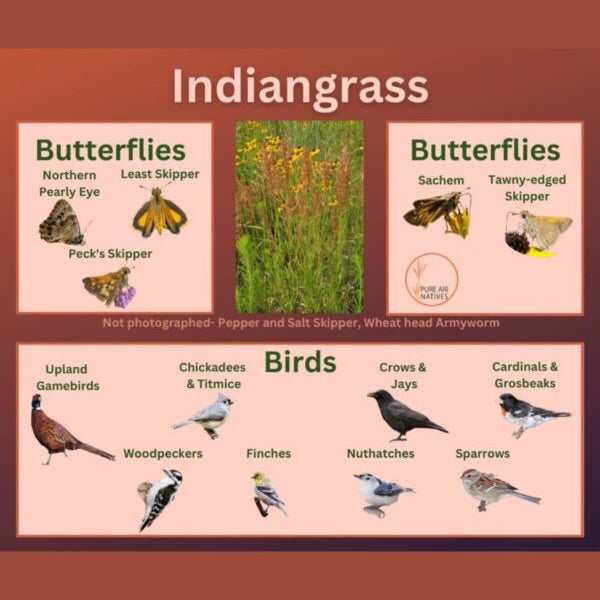 Indian Grass - Sorghastrum nutans