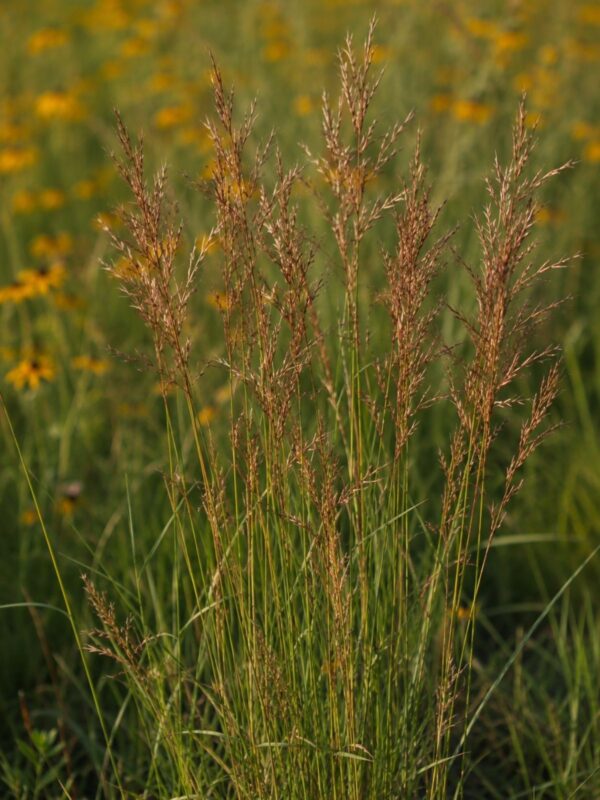 Indian Grass - Sorghastrum nutans
