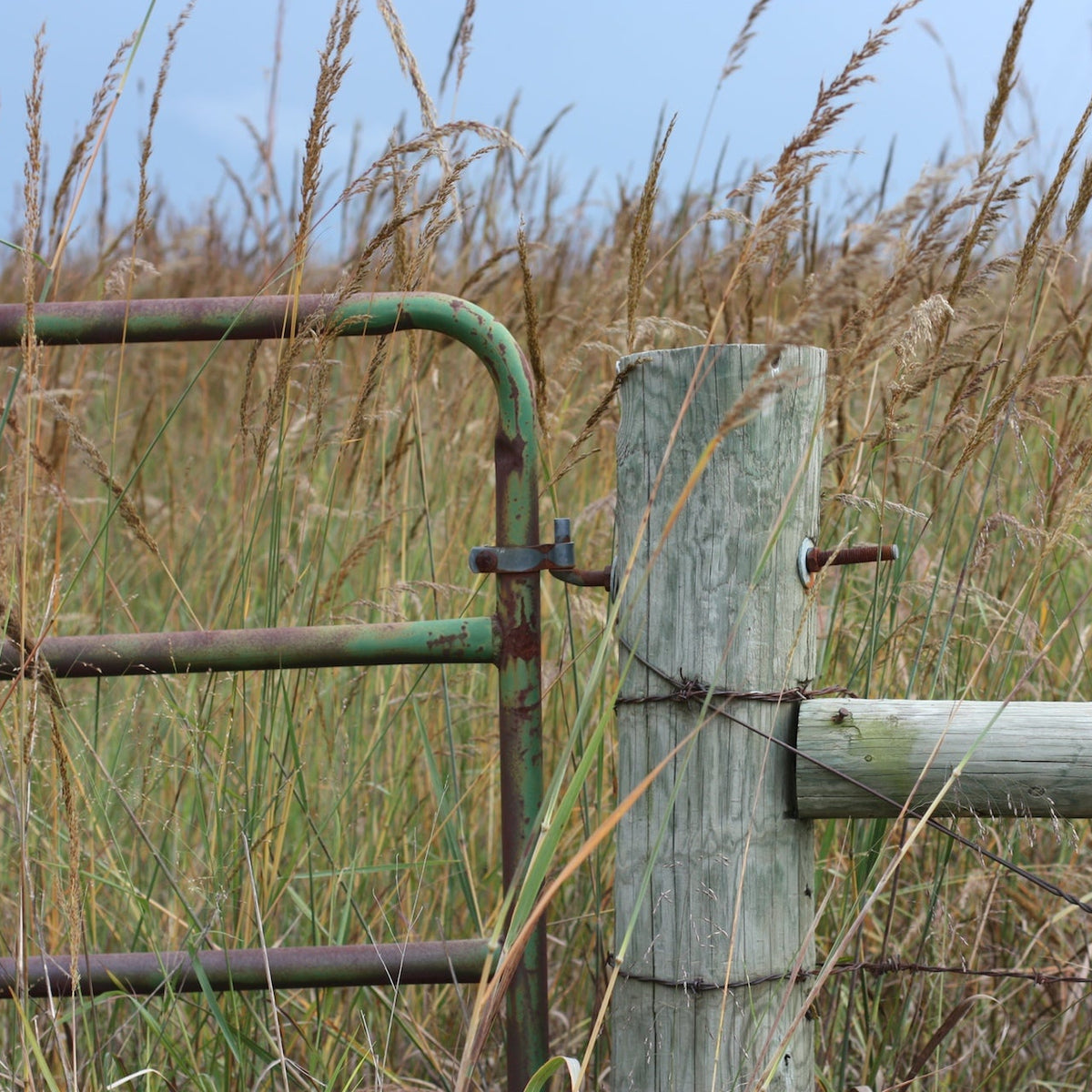 Indian Grass - Sorghastrum nutans