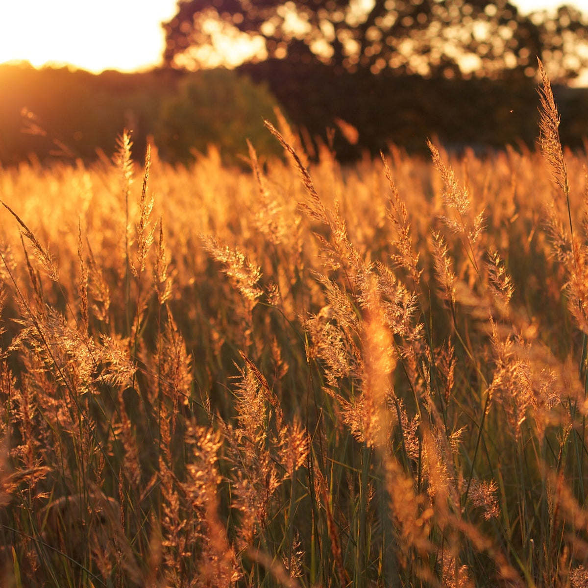 Indian Grass - Sorghastrum nutans