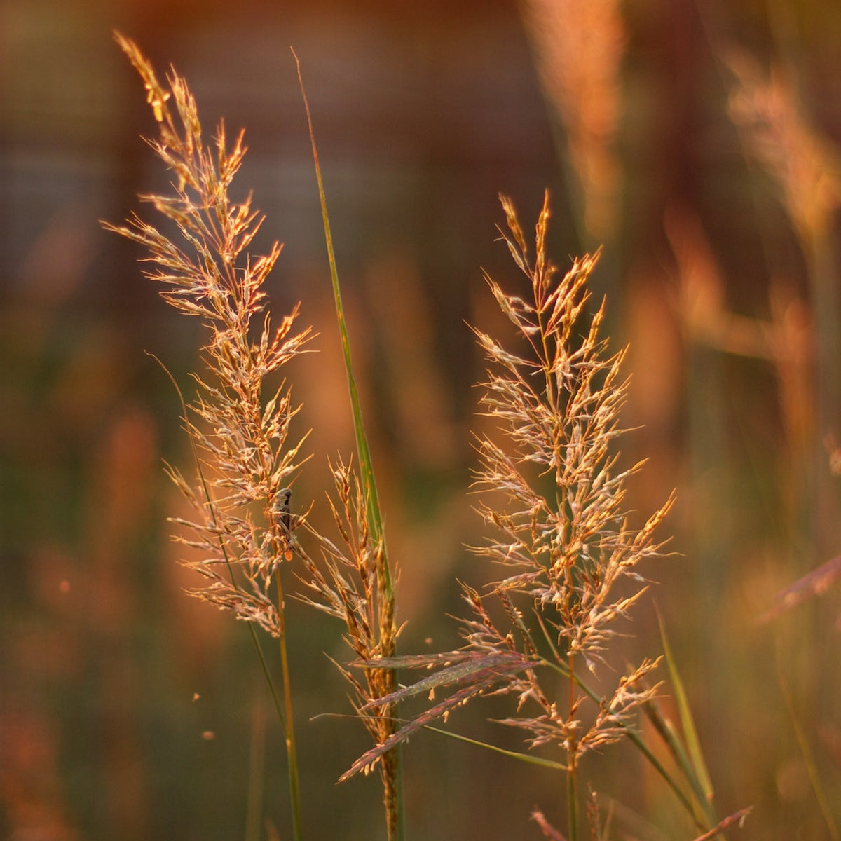 Indian Grass - Sorghastrum nutans