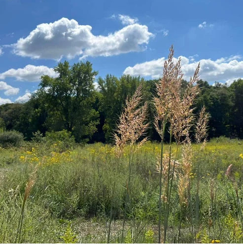 Indian Grass - Sorghastrum nutans