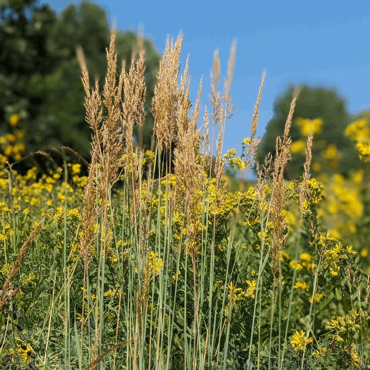 Indian Grass - Sorghastrum nutans
