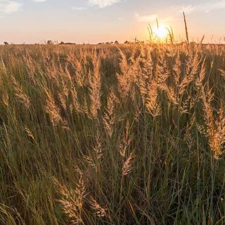 Indian Grass - Sorghastrum nutans
