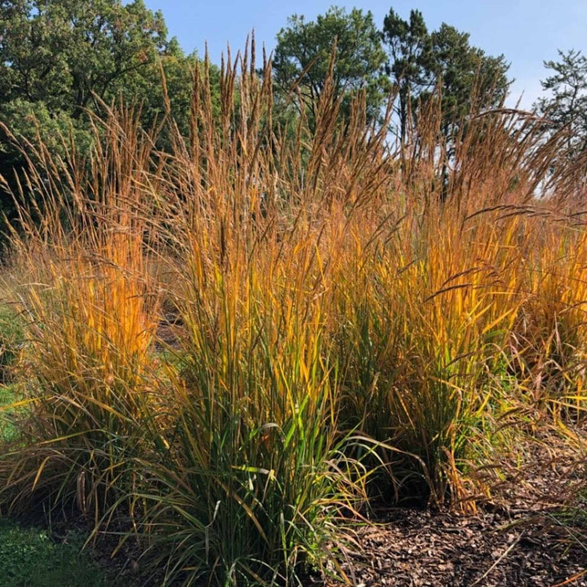Indian Grass - Sorghastrum nutans