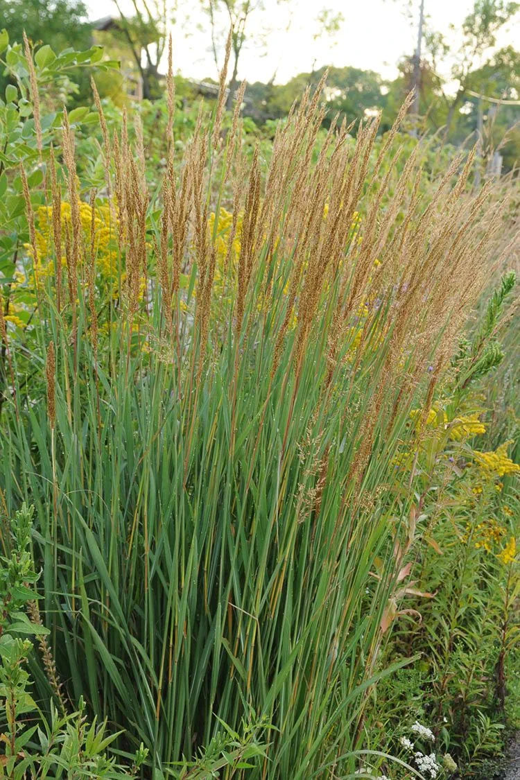 Indian Grass - Sorghastrum nutans