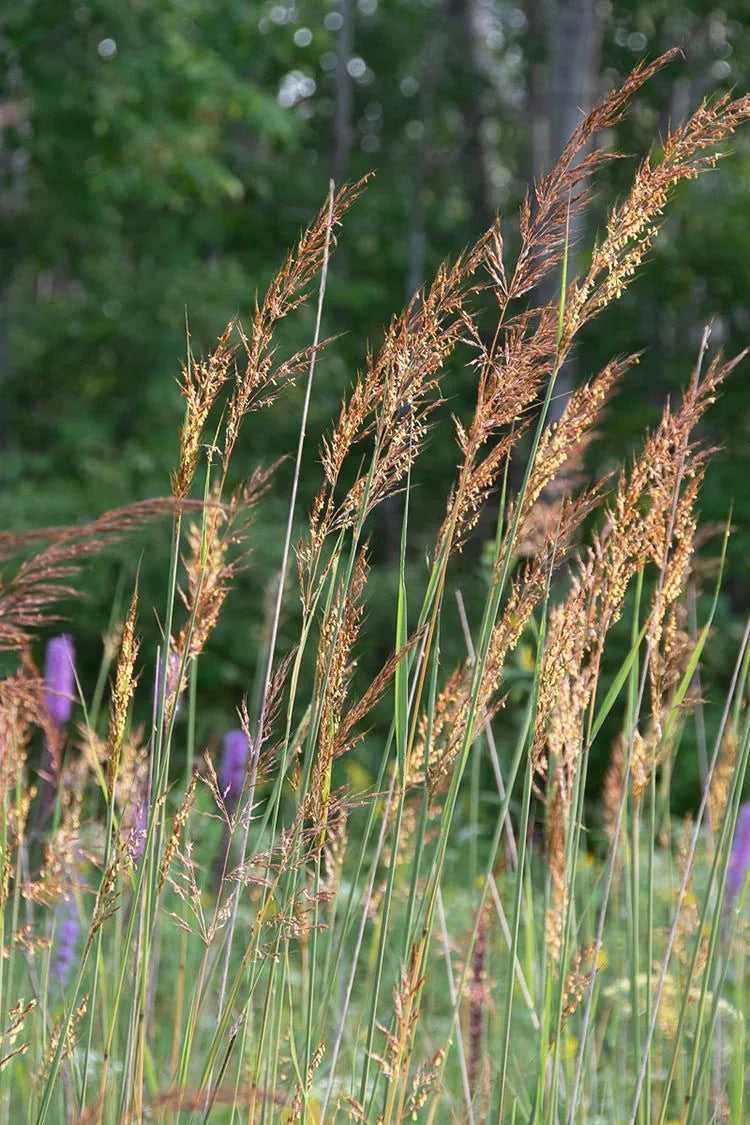 Indian Grass - Sorghastrum nutans